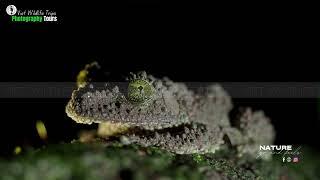 The Gordon’s Bug-eyed Frog | VIET WILDLIFE TRIPS