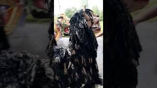 canmacanan mareh mandih #tongtong #canmacanan #viral #barongsai #uldaul #terbaru #fypシ #daulmadura