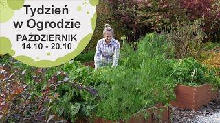 Październik w ogrodzie. Kalendarz ogrodnika na 14.10 - 20.10. Prace ogrodnicze w październiku