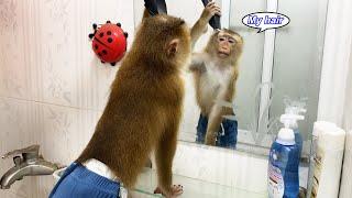 Monkey Lyly couldn't recognize herself in the mirror when she woke up and her actions afterwards.