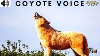 COYOTE VOICE | SINGLE HOWL | CANISLATRANS | CANINE | AMERICAN JACKAL | PRAIRIE WOLF |  TRIZZLER|