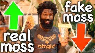 ARE YOU EATING FAKE SEA MOSS?? // WE TESTED 8 DIFFERENT SEA MOSS SO YOU WOULDN'T HAVE TO!