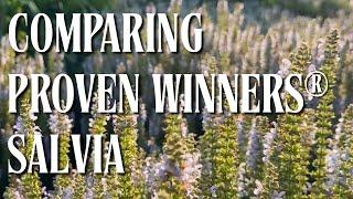 Proven Winners® Salvia Showdown At Walters Garden | June 2025