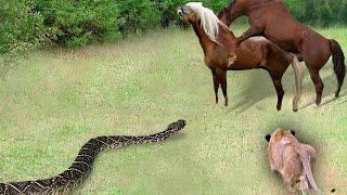 Two Horses Become The Unintentional Targets Of The Wrath Of A Vicious Serpent and A Lion