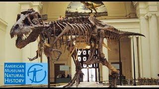 Музей естественной истории Нью Йорк. Museum of Natural History New York.