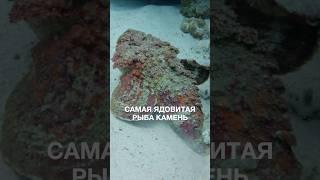 Самая опасная рыба красного моря? Бородавчатка-мастер маскировки #египет2025 #море #дайвингвегипте