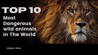 Beware! The Fierce Wilderness: Ranking the Top 10 Most Hazardous Animals | Wildlife Documentary.