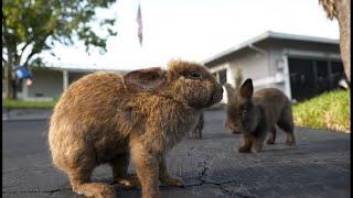 Domesticated lionhead rabbits take over Florida neighborhood