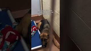 Any support goes a long way ️ #dog #slippers #animal