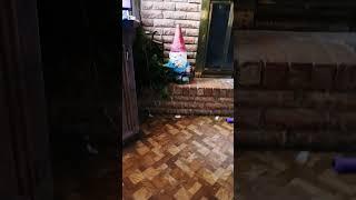 this is a five second video