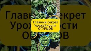 Огурцы вёдрами! Секрет, от которого соседи глаза таращат!! #дача  #огород  #сад  #огурцы  #подкормка