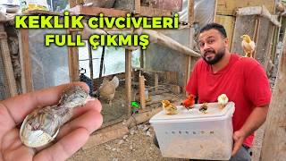 Minik Civciv Bunlar - Keklik Civcivlerini Çıkarmayı Başardı - Gurk Tavuk ve Civcivlerini Taşıdım