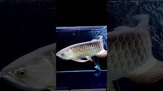 wonderful golden red arowana #ikanpredator #fishtank #aquarium #arowana #shorts