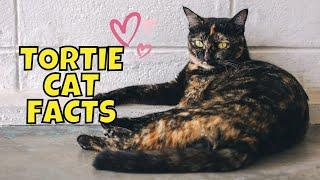 10 Amazing Facts About Tortoiseshell Cats