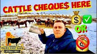 Cattle Cheques in let’s Talk Cows & Money 