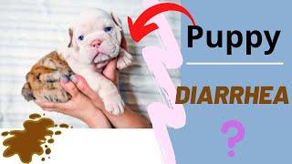 How to Help Diarrhea in puppies and Dogs