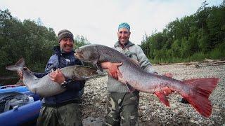 Siberian Taimen fishing