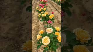 Rose Farming #satisfying #shortsvideo