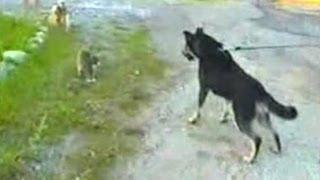 Кошка защищает собачку от собаки - The cat protects a dog from a dog