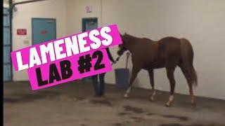 Lameness Lab #2: Is this horse lame?