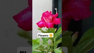 flowers ️#garden #trending #viralshort #home #plants #flowers #happiness #indoorplants #nature #my