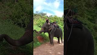 Phuket Island Elephant Sanctuary part 5