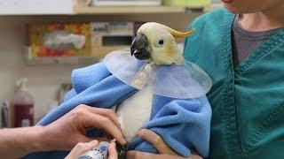 A day in the life of an exotic bird veterinarian
