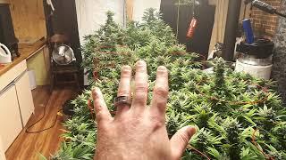 Potsquatch Growers is a channel for all people.