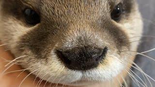 An otter grabs my hand and appeals for me to pet him. #Shorts