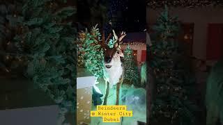 Reindeers @videoarchivedxb  | Winter City Dubai #shorts