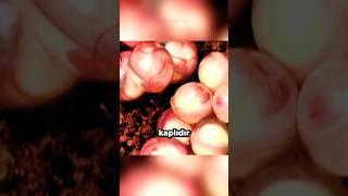 En İlginç 3 Hayvan Yumurtası! ️