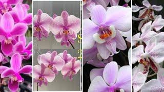 Новинки до колекції (1+1=4).А ви так замовляєте? орхідеї#orchids #phalaenopsis #schilleriana