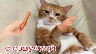 Приколы с котами! Самые смешные животные! - С ОЗВУЧКОЙ! Смешные коты и собаки!  - УГАР