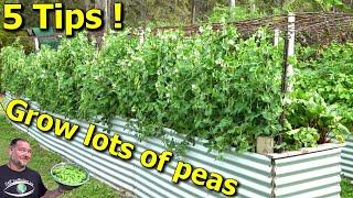 5 Tips How to Grow a Ton of Snow Peas