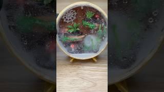 Make a mini spider terrarium with me ️