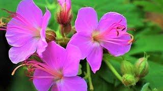 Hardy perennials for the lazy garden