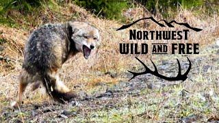 Coyotes EVERYWHERE!!! Action-Packed FOXPRO Predator Hunting with Northwest Wild and Free