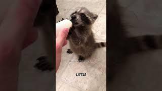 The man got off the little raccoon on the roadside #rescueanimals #animals #raccoon