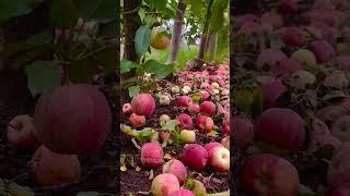 Beautiful fruit cutting G 230 #beautifulnature #fruit #fruitcutting #nature7 #explore #naturalbeauty