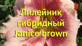 Лилейник гибридный Дженис Броун. Краткий обзор, описание характеристик hemerocallis Janice brown