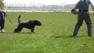 Shadow 1e keer naar pakwerk training