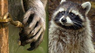 Racoon Demonstrates Problem Solving Skills | Earth Unplugged