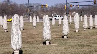 Field of Corn - Dublin, Ohio