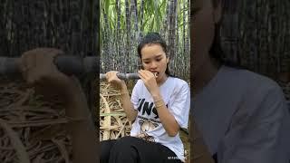 Eating Sugar Cane at farm | Asmr, Eating Video