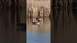 WILD CANADA GOOSE COUPLE LAKE SPRING RELAXATION