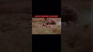 Hippo vs leopard #trending #animals #wildlife #shorts #leopard #hippo #shortvideo