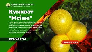 кумкват Мейва/82 B F. crassifolia