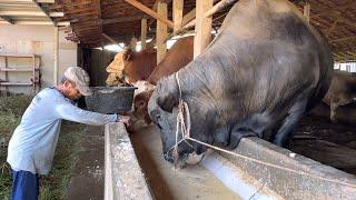 SAPI QURBAN TERMURAH DI SEMARANG HARGA DARI 18jt 