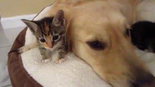 Kittens Love Their Big Dog Foster Father - Cuddling with Golden Retriever - 4 Weeks Old