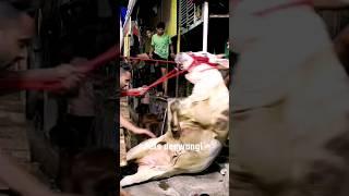 Cow fall from the truck angry cow unloading 2024 #angrycow #angrycowvideo #cowunloading #shorts #fyp